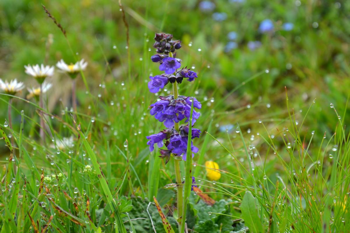 Rosengarten 01.07.2020